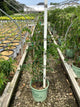 Wisteria macrostachya 'Blue Moon'