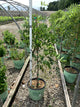Wisteria macrostachya 'Blue Moon'