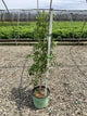 Wisteria macrostachya 'Blue Moon'