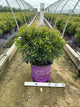 Rhododendron ‘UMNAZ 502’