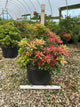 Pieris japonica 'Mountain Fire'