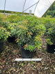 Pieris japonica 'Dorothy Wycoff'
