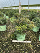 Pieris japonica 'Katsura'