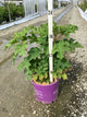 Hydrangea quercifolia 'Jetstream'