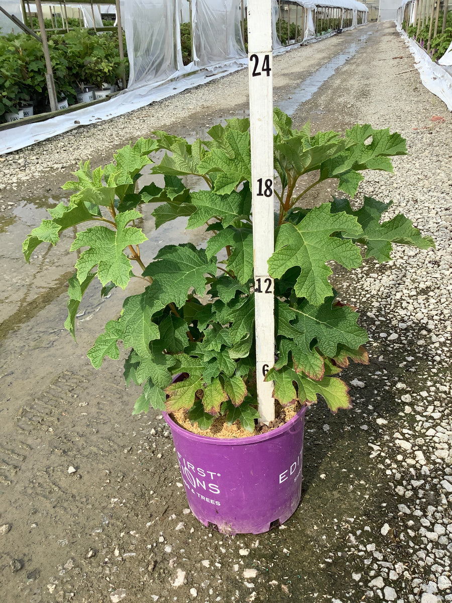 Hydrangea quercifolia 'Jetstream' â€” G3 FE
