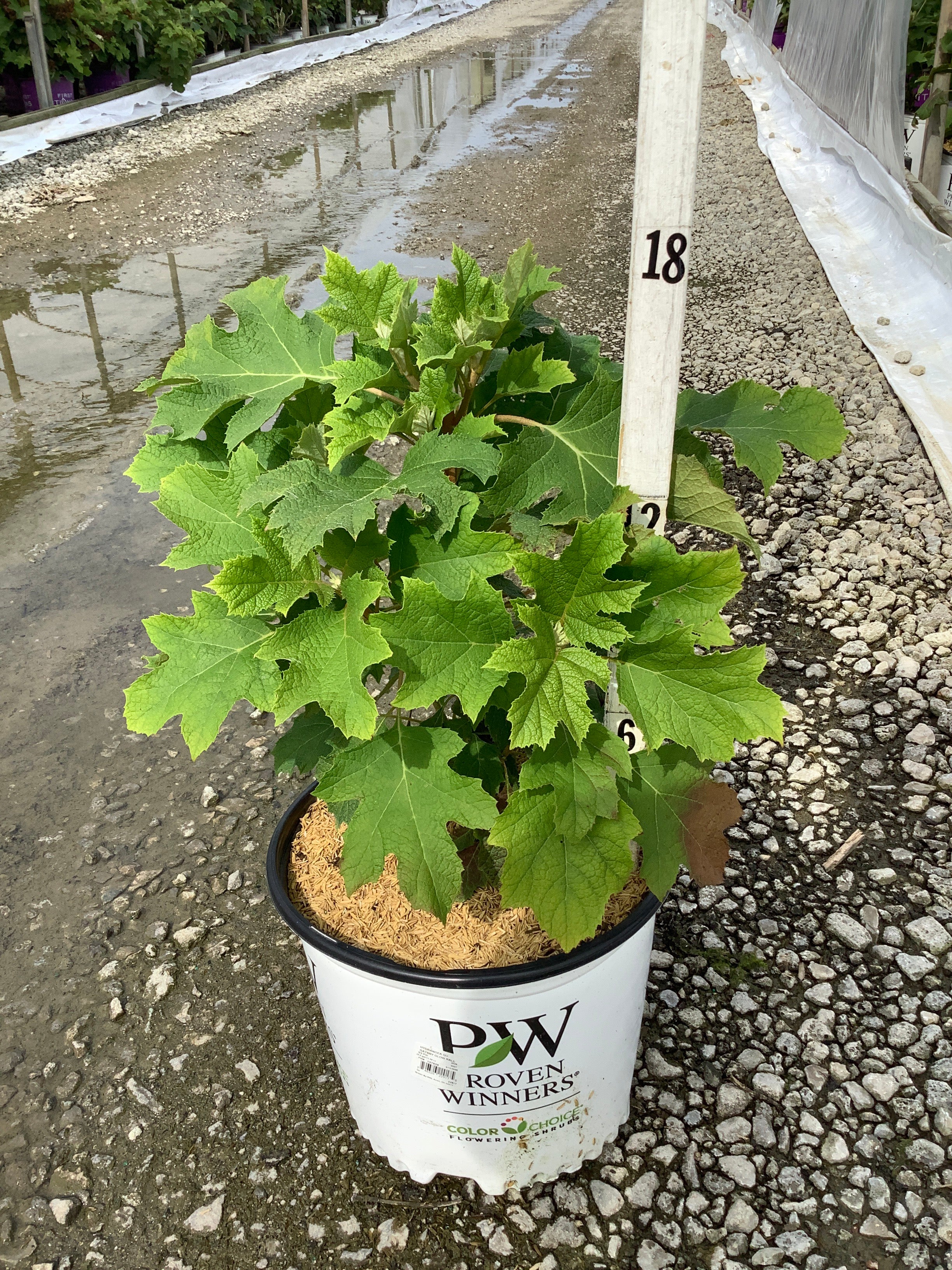 Hydrangea quercifolia 'NCHQ1'