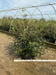 Viburnum x pragense 'Pragense'