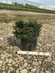 Picea abies 'Pumila'