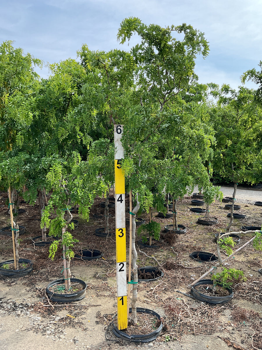 Robinia pseudoacacia 'Twisty Baby' â€” G15 60