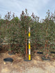 Betula x 'Royal Frost'