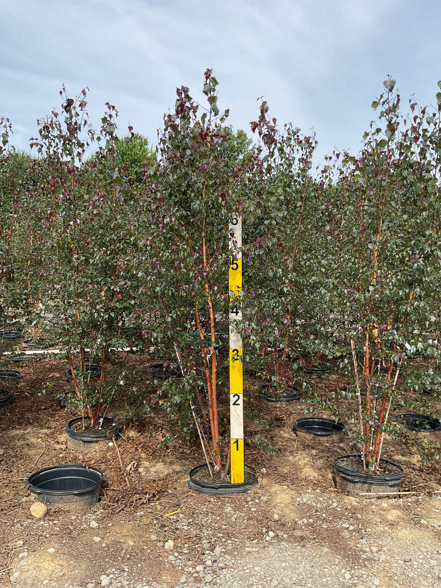 Betula x 'Royal Frost' â€” G15 60