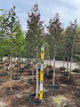 Betula x 'Royal Frost'