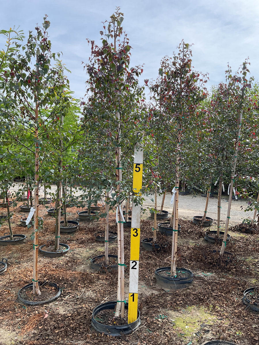 Betula x 'Royal Frost' â€” G15 72