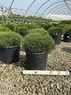 Pinus mugo 'Enci'