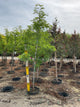 Gleditsia triacanthos var. inermis 'Suncole'