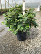 Fothergilla gardenii 'Mount Airy'