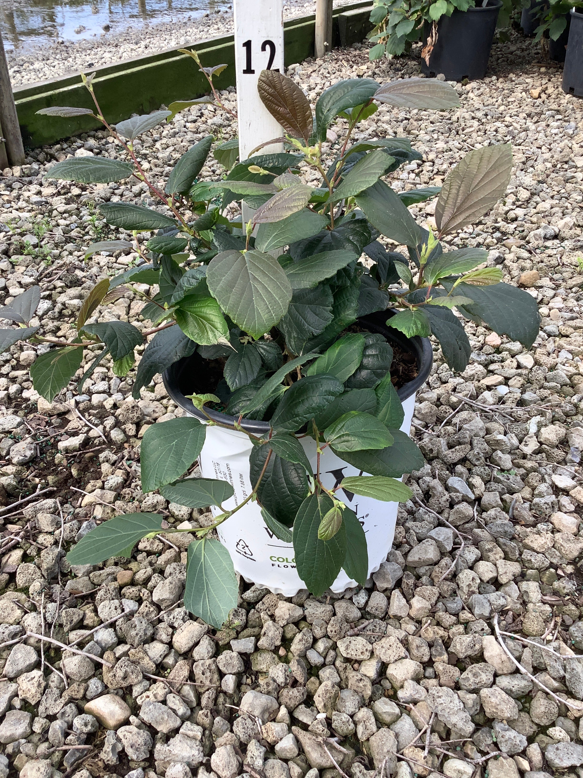 Fothergilla x intermedia 'Legend Of The Fall'