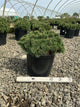 Pinus mugo ‘Slowmound’