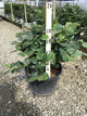 Fothergilla gardenii 'Mount Airy'