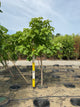 Catalpa speciosa
