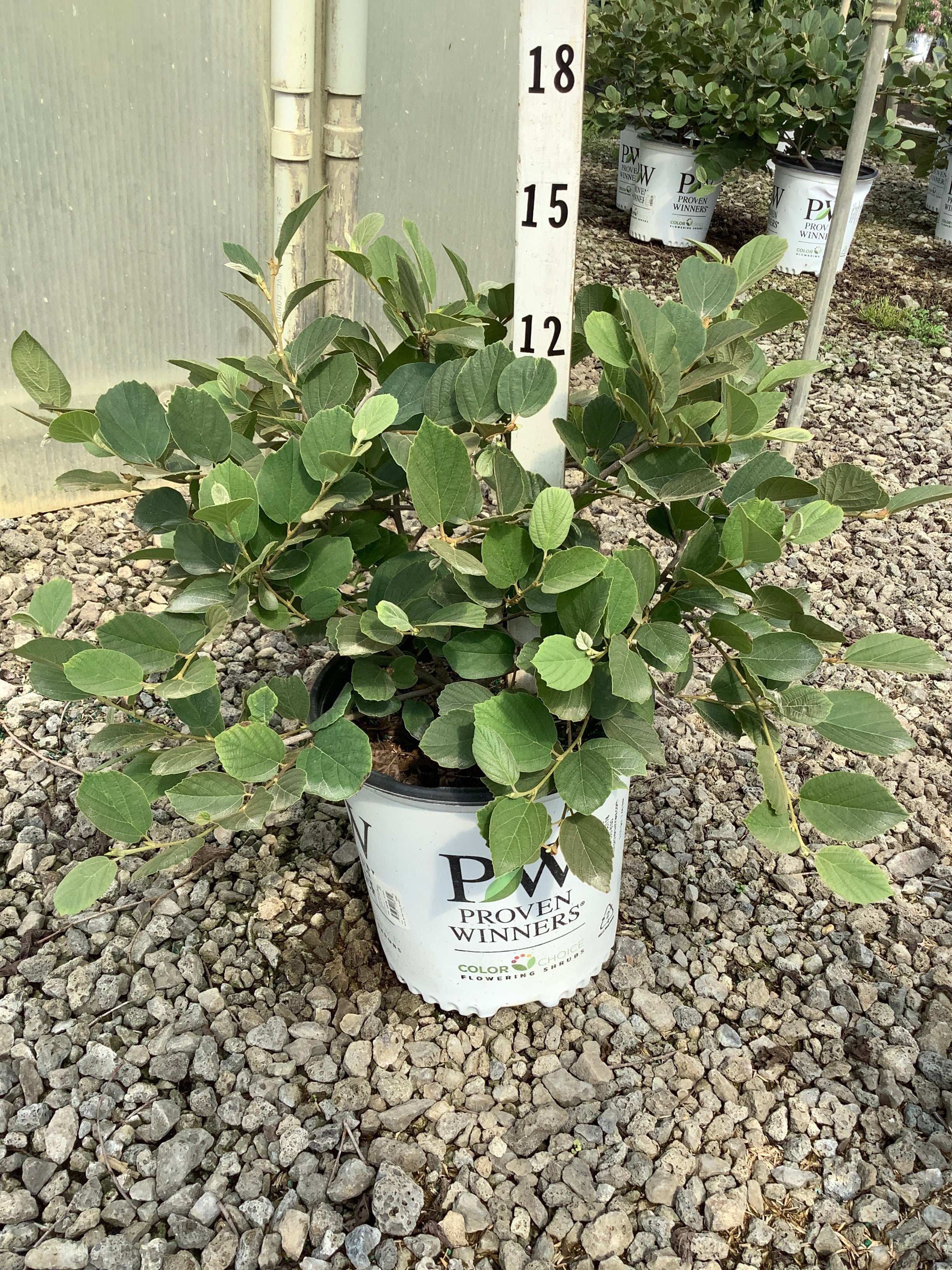 Fothergilla x intermedia 'Legend Of The Small'