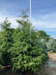 Tsuga canadensis