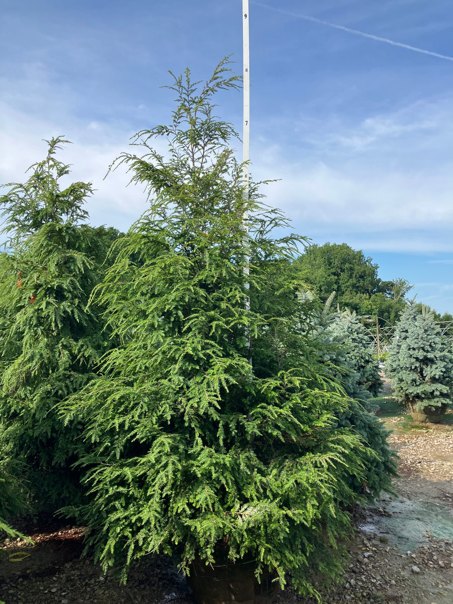 Tsuga canadensis â€” BB 84