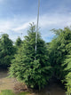 Tsuga canadensis