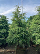 Tsuga canadensis