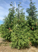 Thuja plicata 'Green Giant'