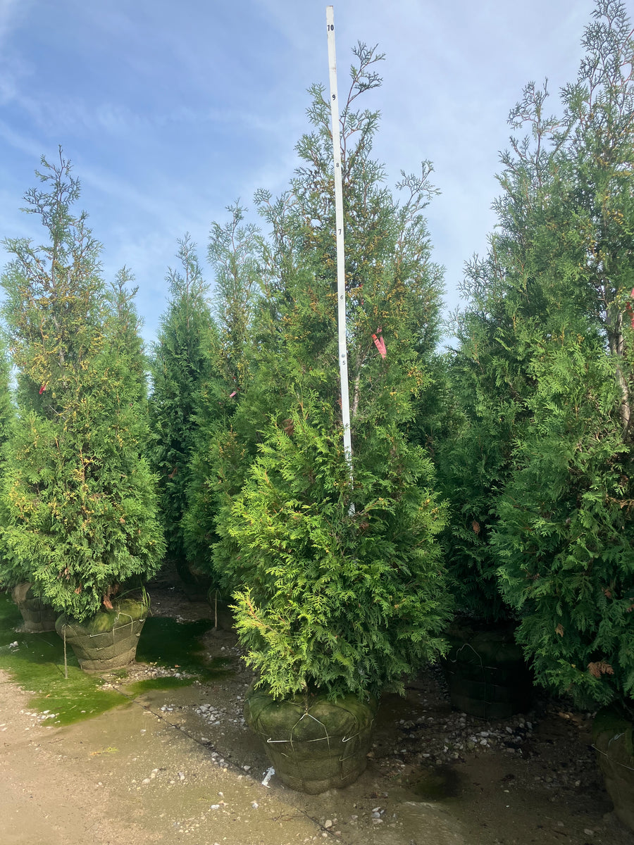 Thuja occidentalis 'American Pillar'
