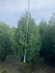 Thuja occidentalis 'Techny Mission'