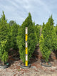 Taxodium distichum 'Lindseys Skyward'
