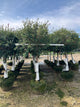Syringa x 'Penda'