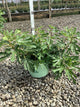 Ficus carica 'Violet De Bordeaux'