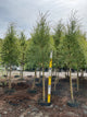 Salix alba 'Tristis'