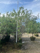 Amelanchier x grandiflora 'Autumn Brilliance'
