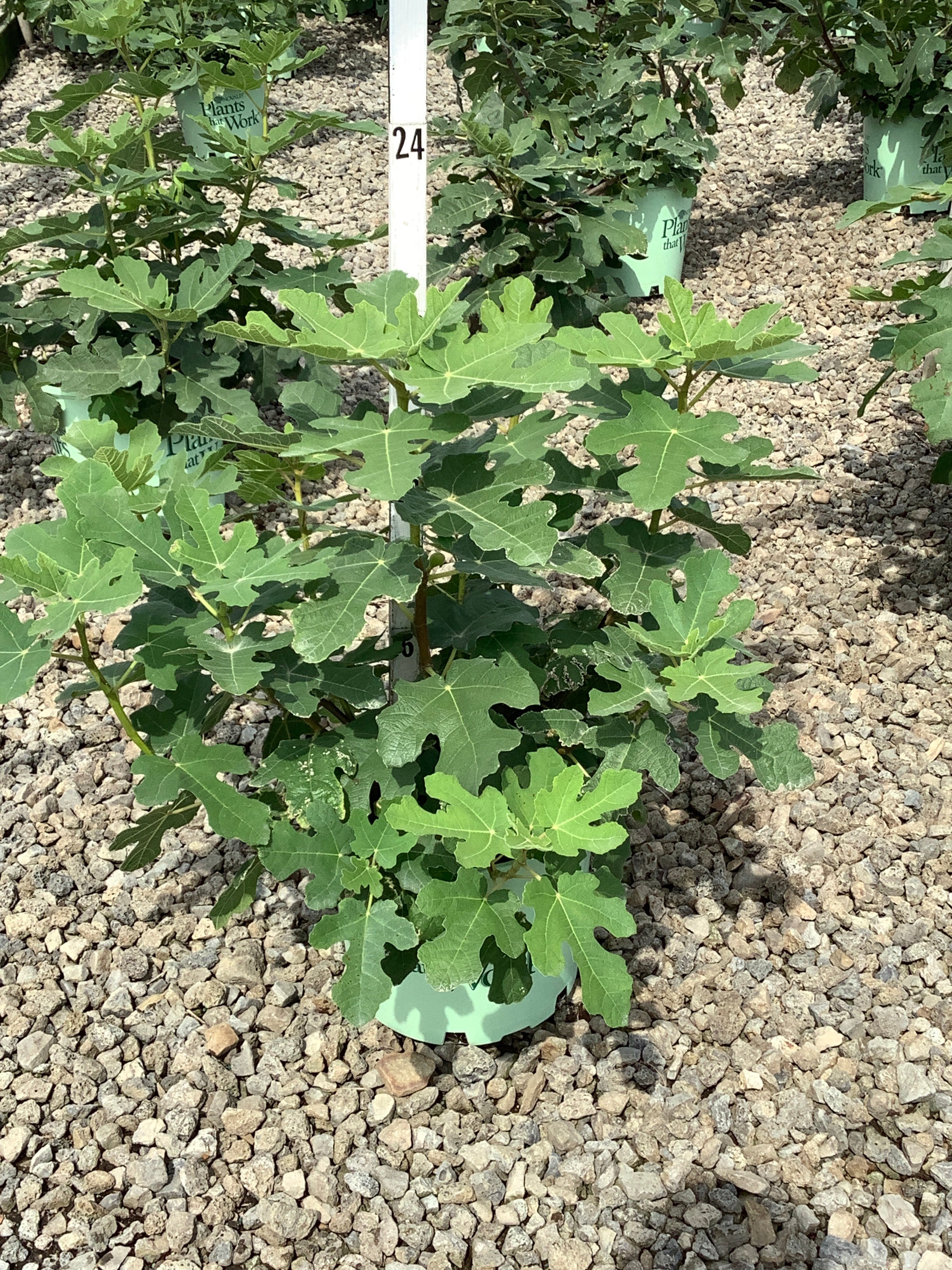 Ficus x 'Fignominal'