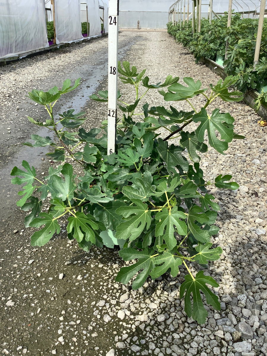 Ficus brown 'Brown Turkey' â€” G3 12