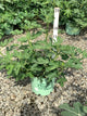 Ficus carica 'Olympian'