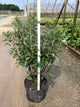 Rhododendron viscosum