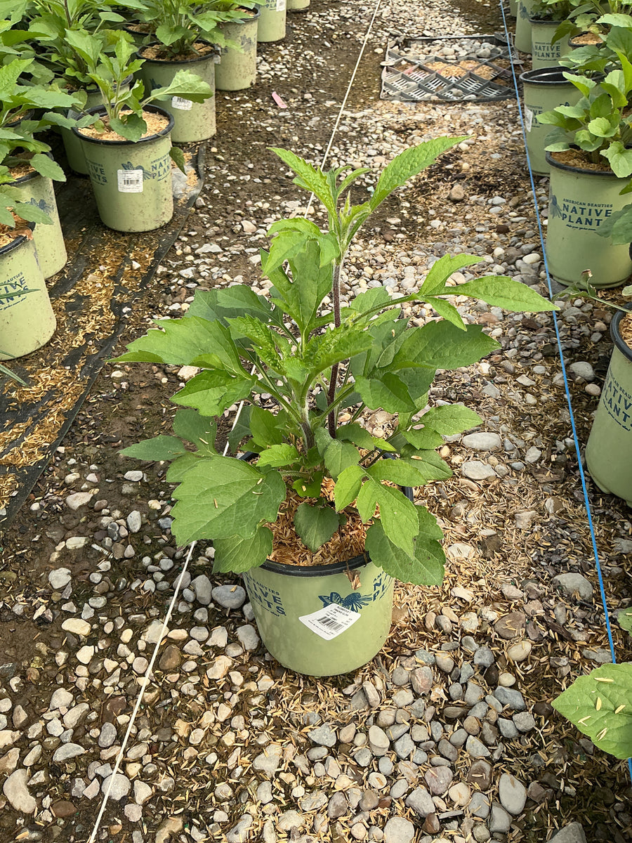 Rudbeckia T. Prairie Glow â€” G1 AB