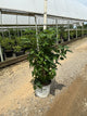 Syringa x 'Scentara Double Blue'