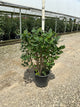 Syringa 'New Age Lavender'
