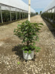 Syringa x hyacin. 'Scentara Pura'