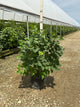 Syringa 'New Age White'