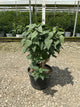 Syringa vulgaris