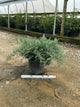 Juniperus virginiana 'Grey Owl'