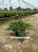 Juniperus chinensis 'Sargentii'