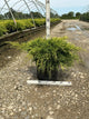 Juniperus chinensis 'Old Gold'